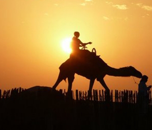 Camel Rides