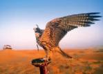 Dubai Falconary Tour